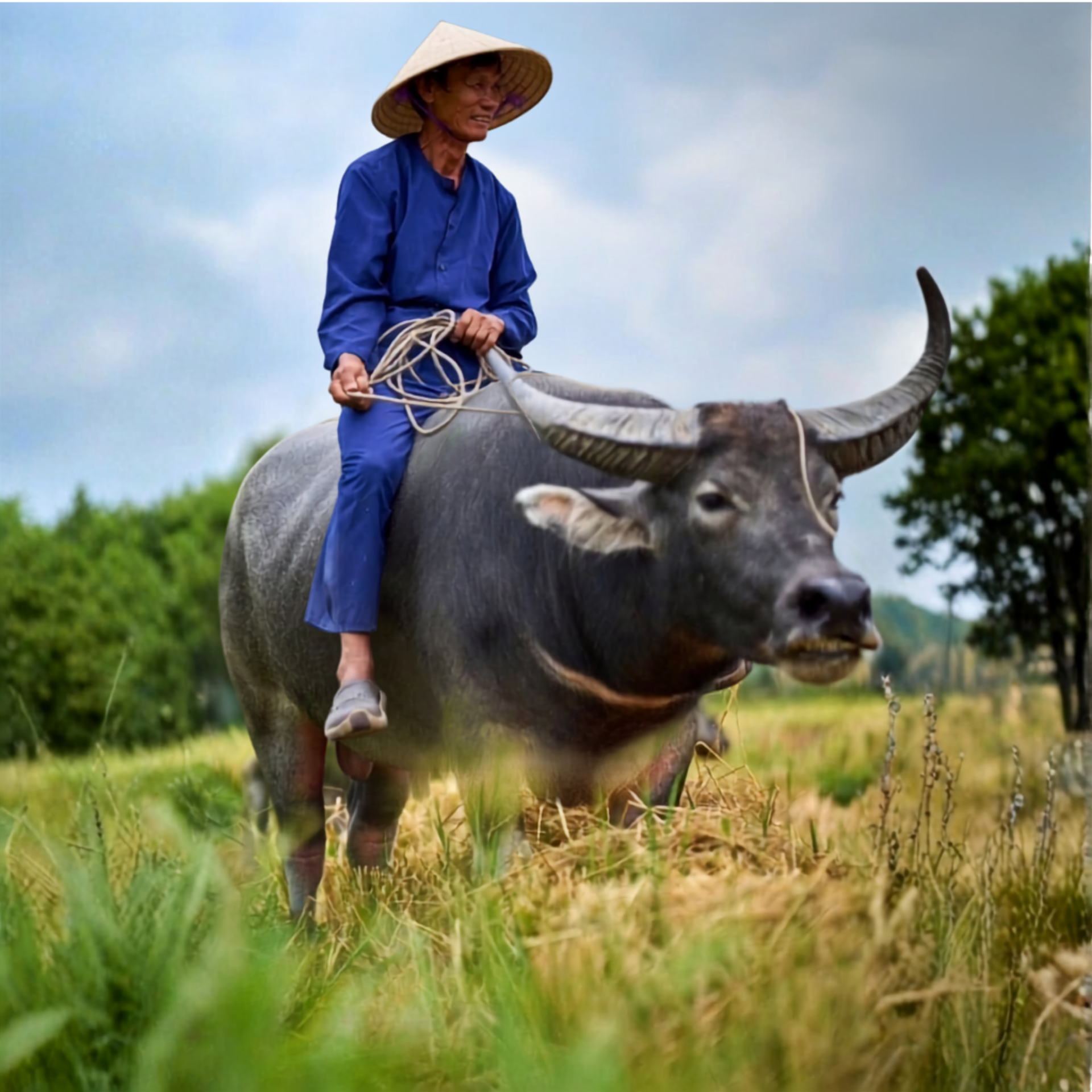 HOI AN COUNTRYSIDE TOURS