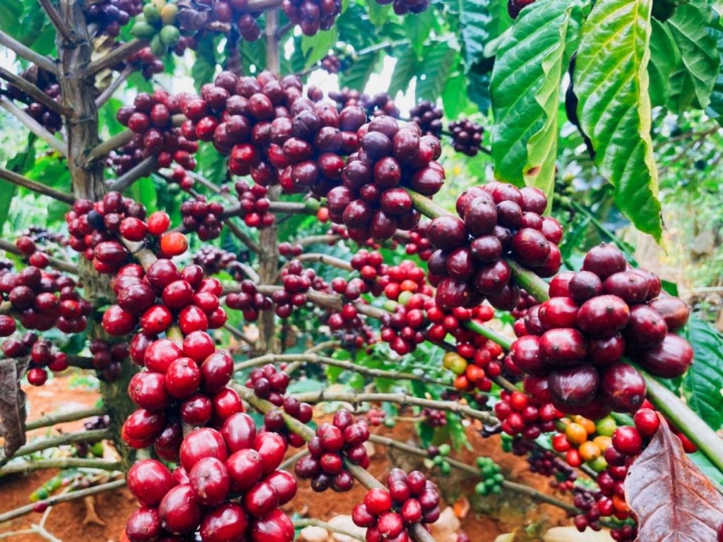 Vietnamese Coffee Culture: A Journey Through Tradition – photo 5