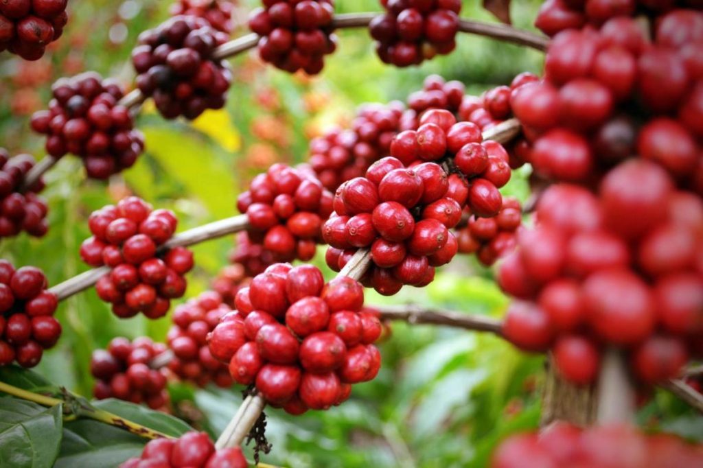 Vietnamese Coffee Culture: A Journey Through Tradition – photo 6