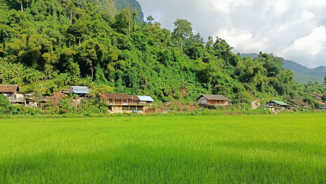 Tay village and rice fields beside the forest