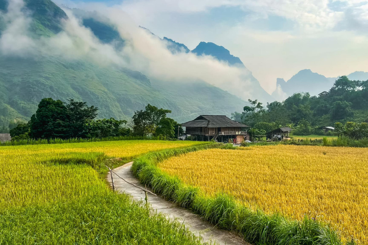Path through ripe rice fields to a stilt house